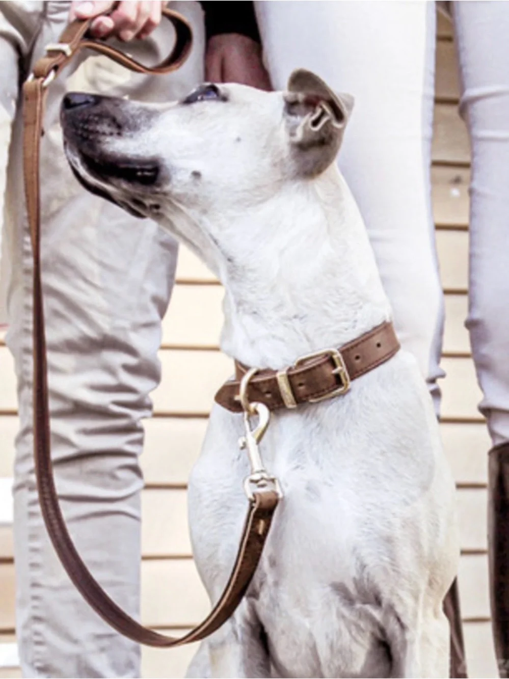 Ezydog brand new